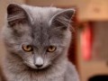 英国一宠物猫新冠检测呈阳性,如何防止宠物被感染?