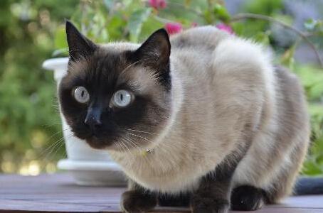 暹罗猫是性格最像狗的猫吗?