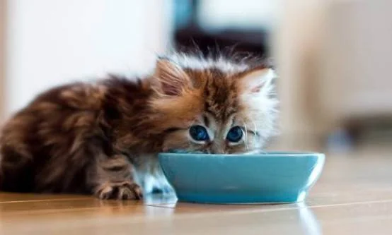 多大的猫可以吃猫条(猫咪多大可以喂猫条?)-第2张图片-喵星阁