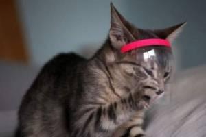 英国一宠物猫新冠检测呈阳性,如何防止宠物被感染?-第2张图片-喵星阁