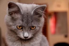 英国一宠物猫新冠检测呈阳性,如何防止宠物被感染?-第1张图片-喵星阁