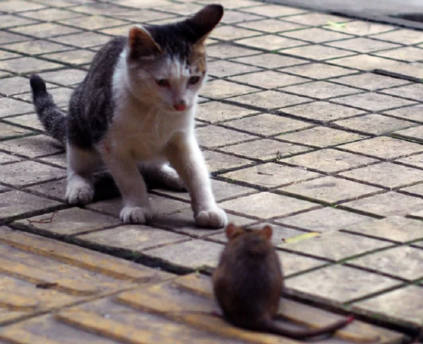 猫为什么要抓老鼠呢?猫一般多大才抓老鼠-第5张图片-喵星阁