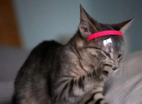 英国一宠物猫新冠检测呈阳性,如何防止宠物被感染?-第4张图片-喵星阁