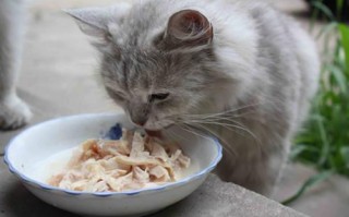 如何定时定量地给猫喂食?猫是定时定量还是自由喂食?