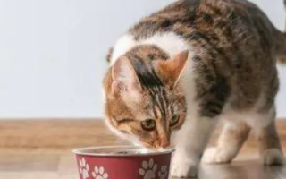 为什么要给猫喂生肉(猫吃生肉的好处和坏处 喂猫吃生肉的利弊)