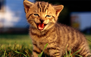 幼猫什么时候可以吃猫粮(你什么时候喂了猫?我己经喂过它了翻译)